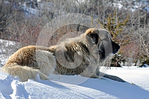 Sharmountain dog in snow