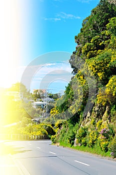 Sharo turn of a mountain road around rocks corered in blooming shrubs. Quiet suburbs of Wellington