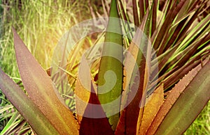 Sharp agave leaves illuminated by the sun