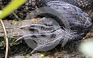 Sharp American Alligator claws and webbed feet