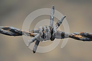 Sharp Barbed wire field closeup. Generate Ai