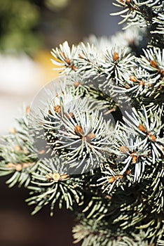 Sharp blue fir tree branches