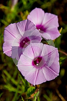 Sharp Bulb Morning Glory Wildflowers in Texas