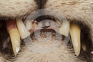 Teeth of cat