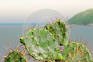 Sharp catcus prongs with ocean in the distance.