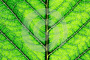 Sharp closeup of a green leaf