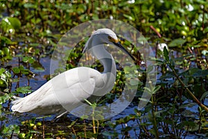 A Sharp Closeup of a Wild Snowy Egret