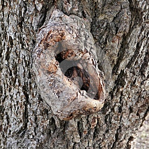 Sharp color image of an Oak Tree Knot Hole