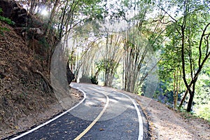 Sharp curve roads in bamboo forest