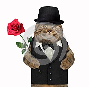 Cat gentleman with a red rose