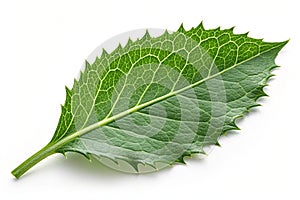 Green leaf with sharp edges isolated on white background. A green leaf with sharp edges isolated on a white background, showcasing photo