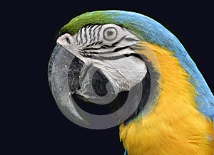 Sharp eye of blue and gold macaw parrot expose over black background photo