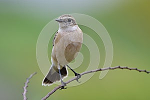 sharp eyes and clear feathers of brown bird perching on thin branch over green background, female siberian stonechat