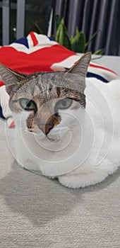 Sharp eyes white mixed colour kitty lookinh into camera, paws tucked in