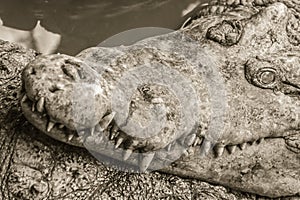 Sharp fangs and scary crocodile that waits for the prey. Dreadful crocodile with a toothy grin to attack the prey.