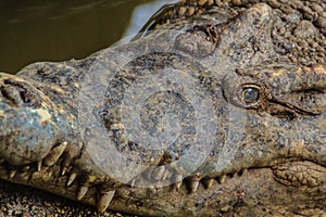 Sharp fangs and scary crocodile that waits for the prey. Dreadful crocodile with a toothy grin to attack the prey.