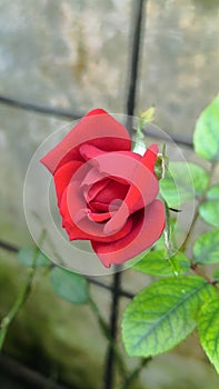 Vertical Side View of Red Rose Bloom Against Blurred Wiremesh Fence