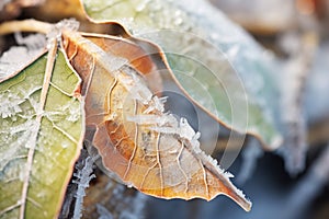sharp frost crystals on decaying leaves close-up