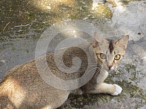 The sharp gaze of a cat with smooth fur under the hot sun