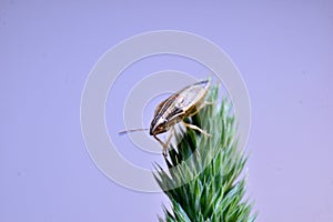 The sharp-headed bug Aelia sits on the grass top view