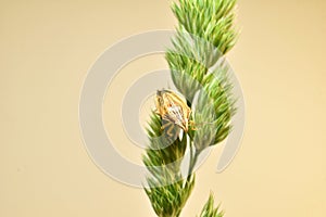 The sharp-headed bug sits on the grass.