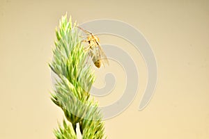 The sharp-headed shield bug sits on the grass side view