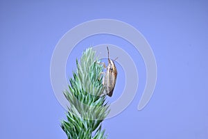 The sharp-headed shield sits on the grass