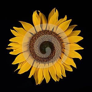 Sharp image of a sunflower on a black background