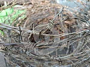 sharp iron thorns hinder humans