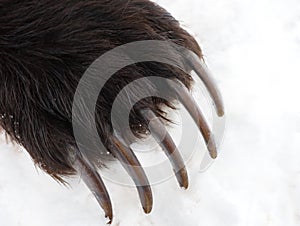 Sharp and long claws of   brown bear on the front paw