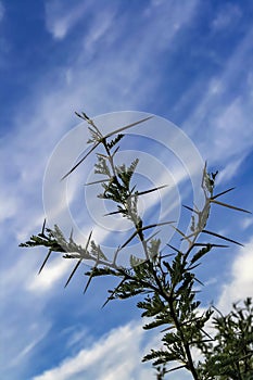 Sharp, long prickly needles on the branches of the African acacia against the blue sky photo