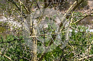 Sharp long thorns of acacia tree, wattle