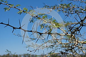 Sharp long thorns of acacia tree, wattle