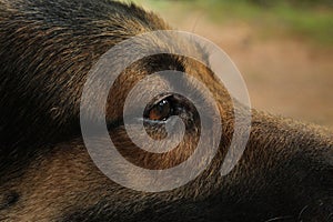 sharp look in dog the breed of German shepherd