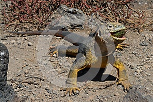 Sharp meal. The land iguana eating prickly pear cactus.