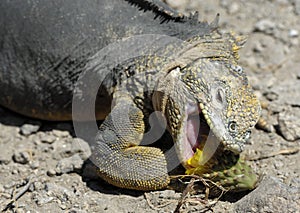 Sharp meal. The land iguana eating prickly pear cactus.The Galapagos land iguana (Conolophus subcristatus)