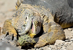 Sharp meal. The land iguana eating prickly pear cactus.The Galapagos land iguana (Conolophus subcristatus)