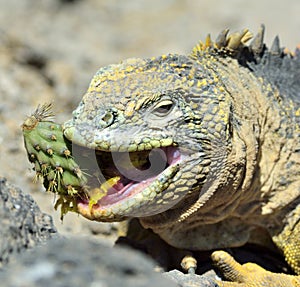 Sharp meal. The land iguana eating prickly pear cactus.The Galapagos land iguana (Conolophus subcristatus)