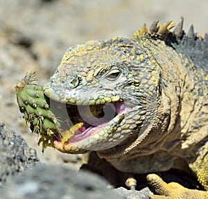 Sharp meal. The land iguana eating prickly pear cactus.The Galapagos land iguana (Conolophus subcristatus) photo