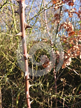 Sharp menacing thorns on a thick stem caught pierced cut tear rip prick