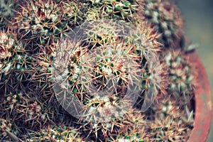 Sharp needle cactus balls