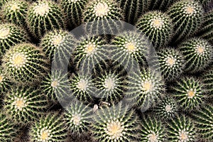 Sharp pointed agave leaves