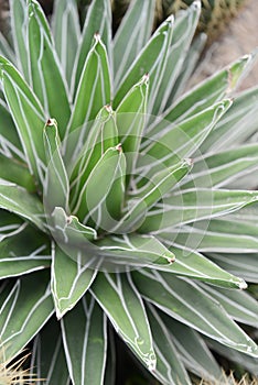 Sharp pointed agave leaves