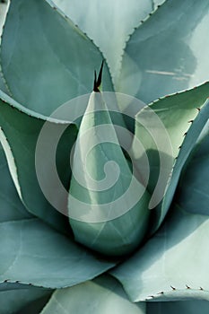 Sharp pointed agave leaves closeup background. Blue cactus
