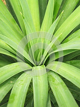 Sharp pointed agave plant leaves bunched together