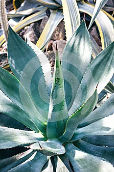 Sharp pointed agave plant leaves. Dragon tree agave(Agave attenuata)