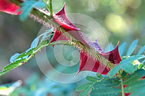 Sharp red thorns at twig of a rose bush