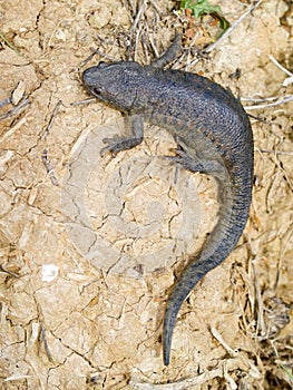 Sharp ribbed newt, pleurodeles waltl photo