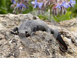 Sharp ribbed newt, pleurodeles waltl photo