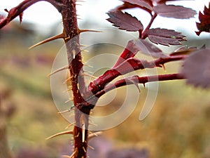 Sharp rose thorns close up. Spikes on the stem of a flower, macro photo